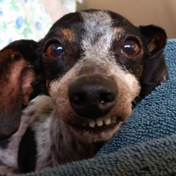 Maya The Therapy Dog